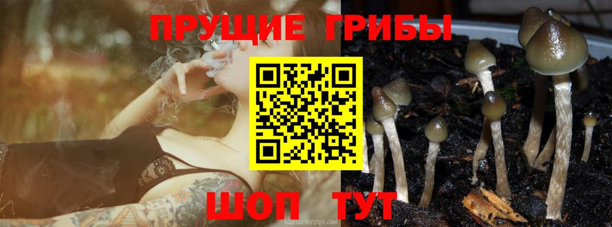 Сафоново  Псилоцибиновые грибы ЛСД  Вход с VPN  Галлюциногенные грибы Psilocybine cubensis 